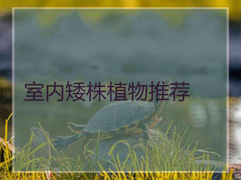 室内矮株植物推荐