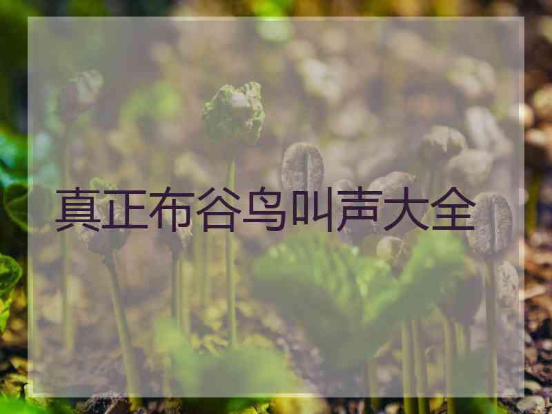 真正布谷鸟叫声大全