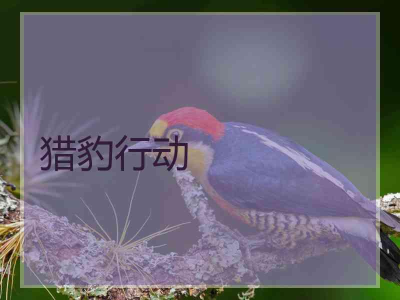 猎豹行动