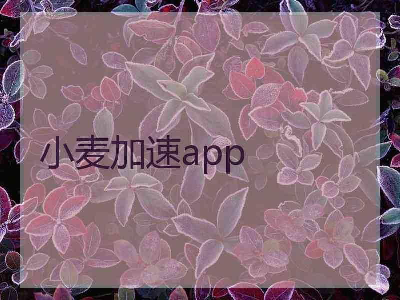 小麦加速app